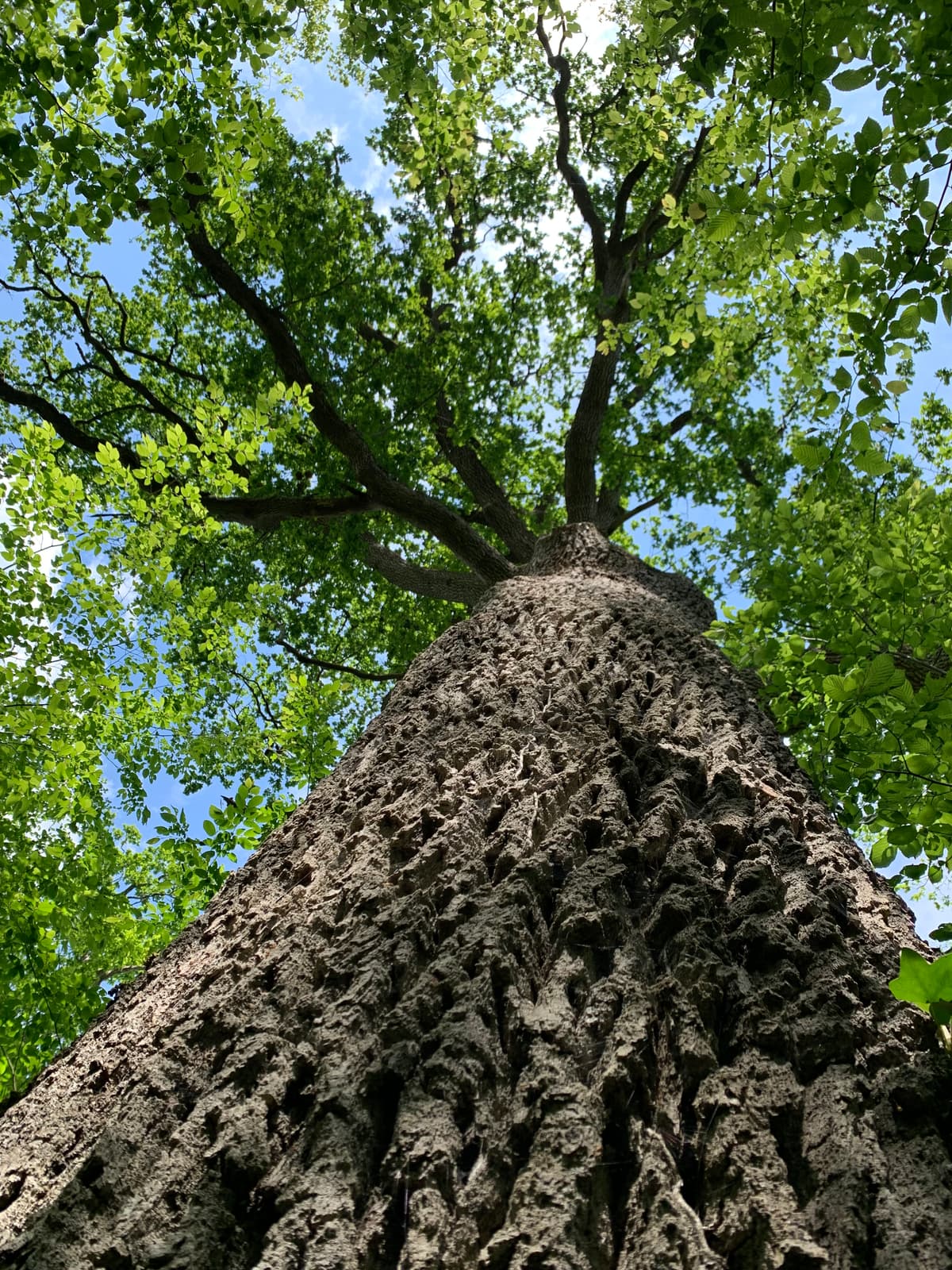 Illustration de l'événement : Sortie nature Arbres et humains : vivants et reliés