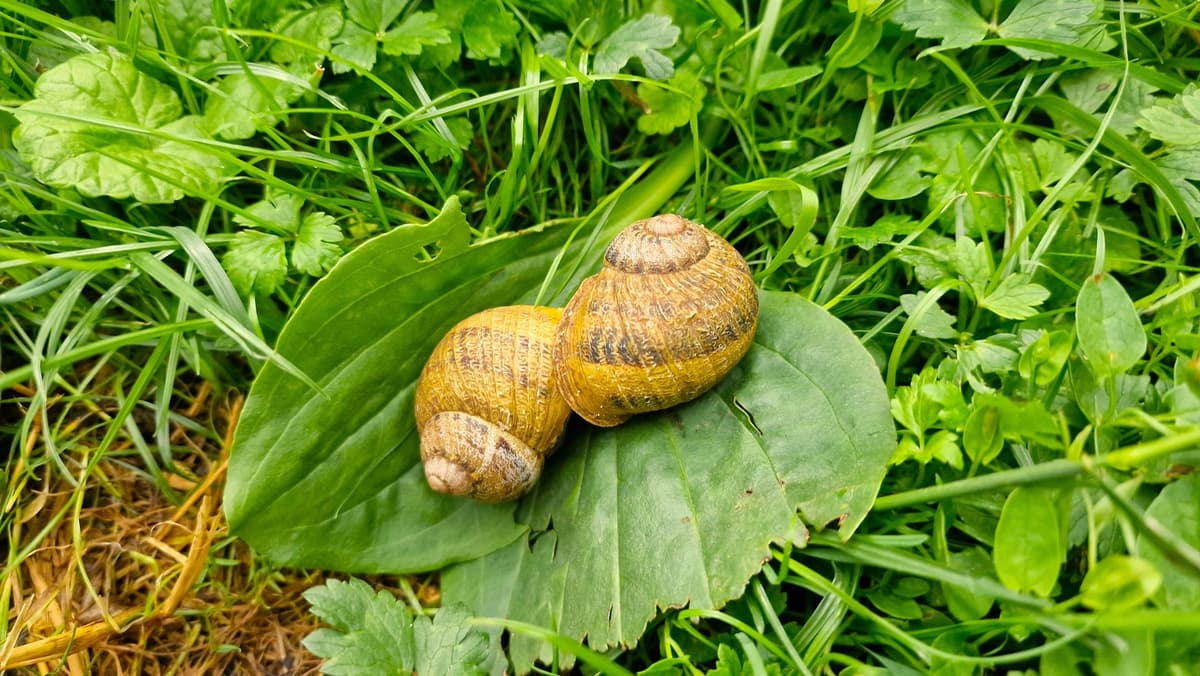 Illustration de l'événement : Au cœur de l'héliciculture : visite et parenthèse gourmande