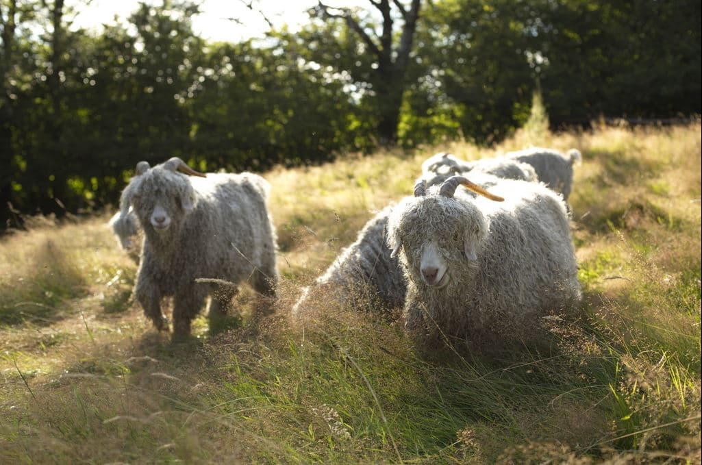 Illustration de l'événement : Visite collective ferme lainière au sommet du Morvan en néerlandais