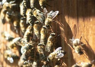 Illustration de l'événement : MARCHÉ ANIMÉ "LES ABEILLES"