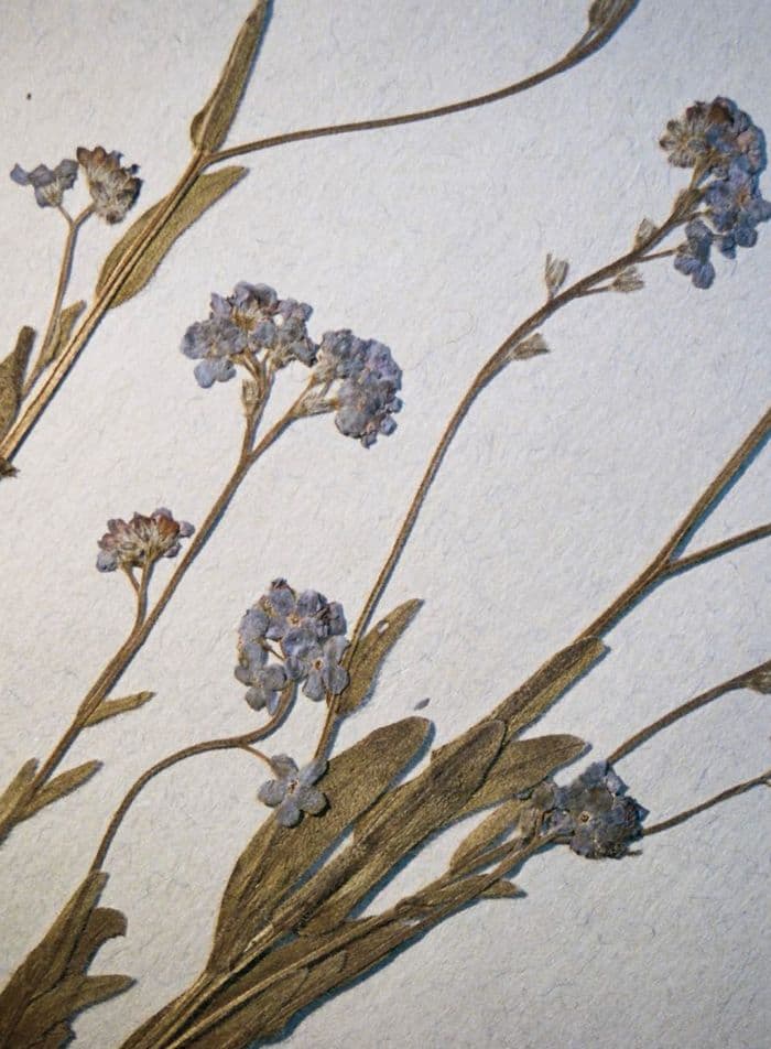Illustration de l'événement : Unlike Flowers