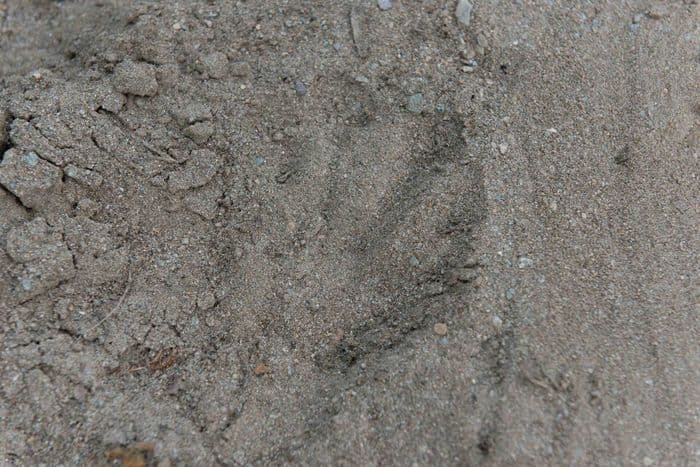 Illustration de l'événement : Traces et empreintes