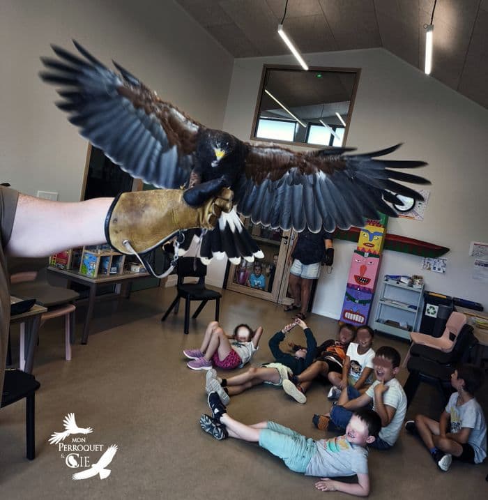 Illustration de l'événement : À la rencontre des rapaces