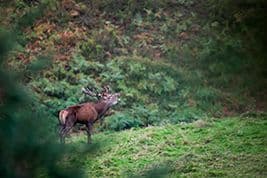 Illustration de l'événement : Aventure photo Brame du Cerf