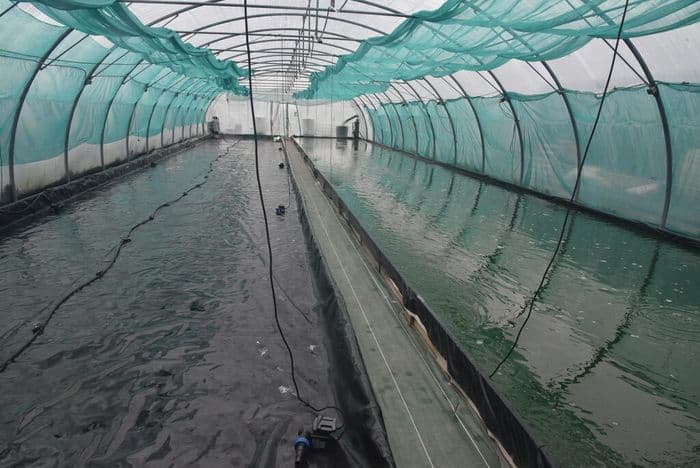 Illustration de l'événement : Visite de ferme à spiruline Etika Spirulina