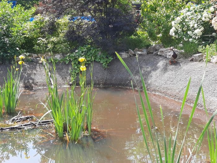 Illustration de l'événement : Visite thématique de la biodiversité du cimetière des Gonards
