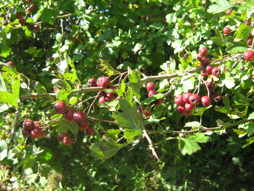 Illustration de l'événement : Couleurs d'automne dans le bocage