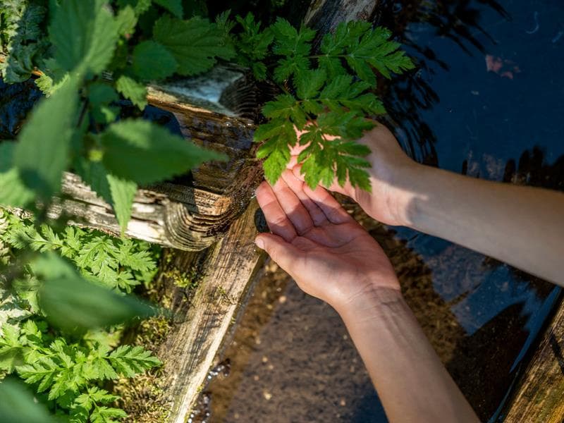 Illustration de l'événement : Atelier journée cueillette et cuisine de plantes sauvages
