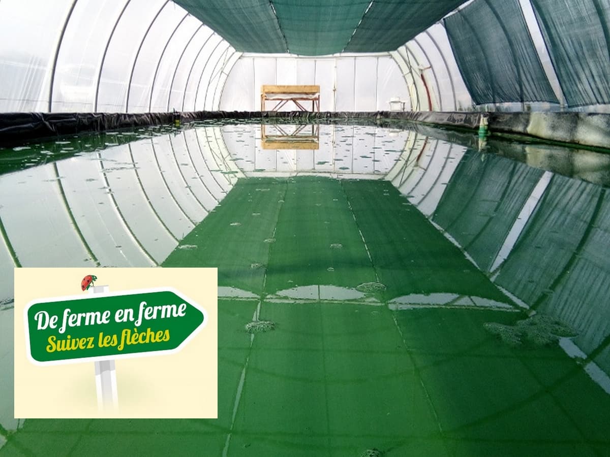 Illustration de l'événement : SPIRULINE - DE FERME EN FERME EN VAL DE DAGNE