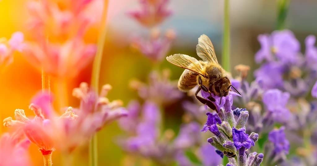 Illustration de l'événement : ATELIER "DÉCOUVRIR & COHABITER AVEC LES PETITES BÊTES AU JARDIN"