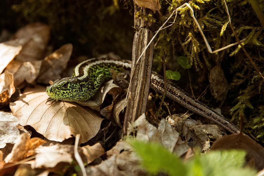 Illustration de l'événement : Les reptiles du Grand-Est