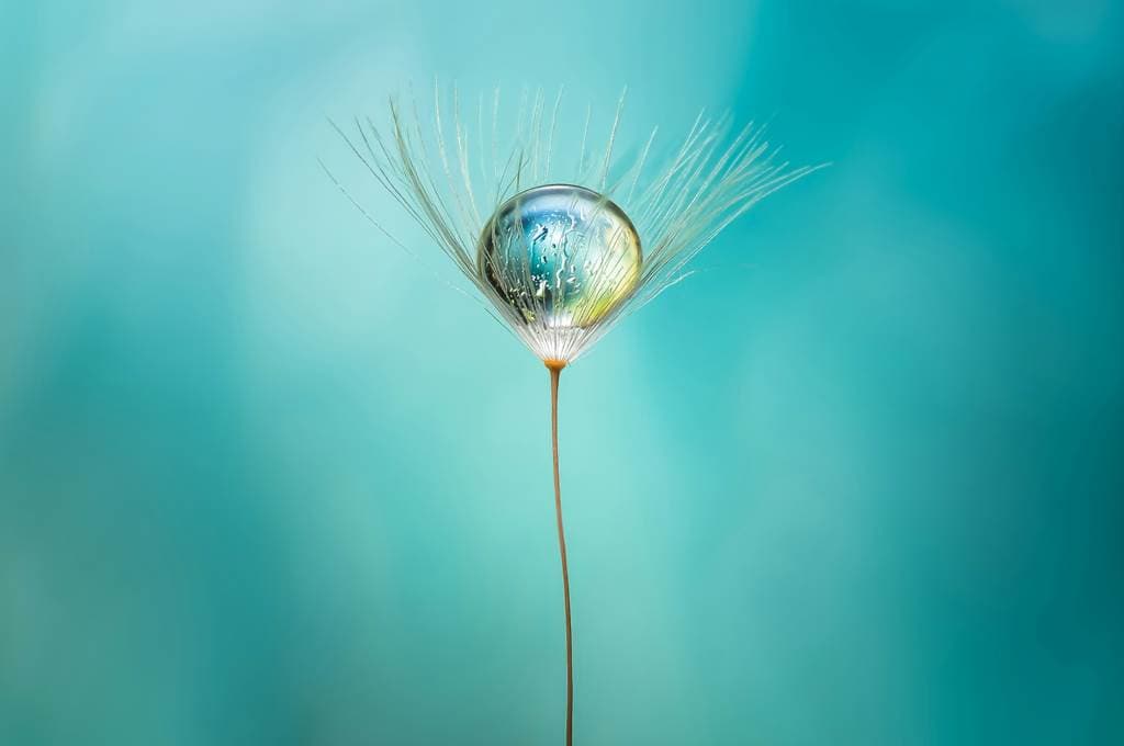 Illustration de l'événement : Proxi et macrophotographie