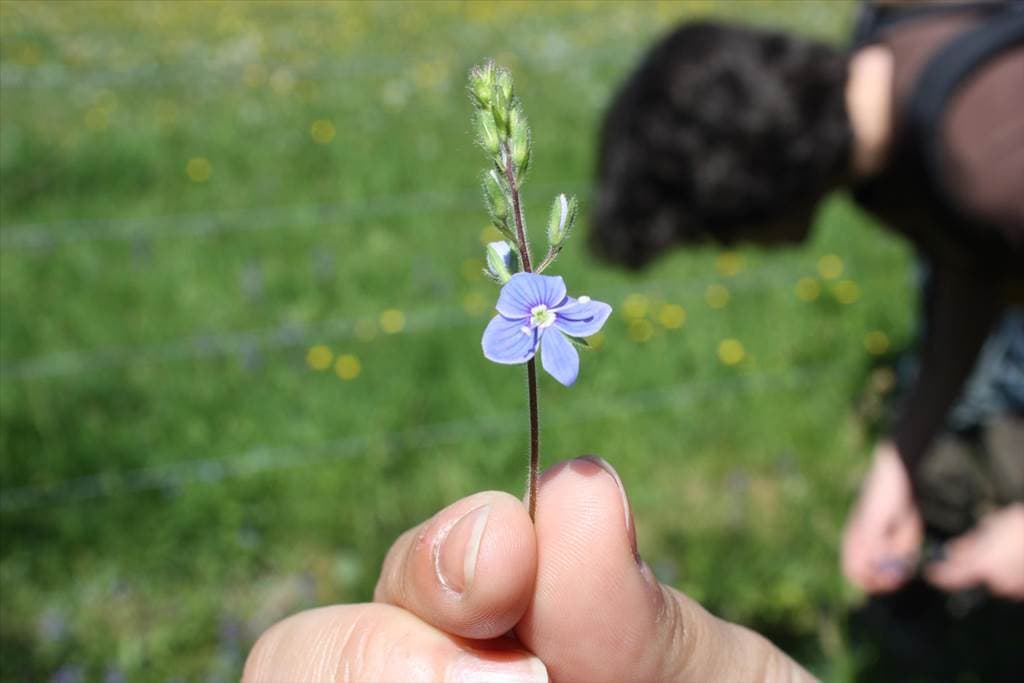 Illustration de l'événement : Faune et flore des bords de chemins