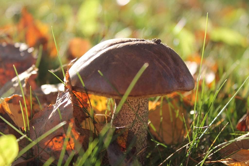 Illustration de l'événement : Sortie Champignons