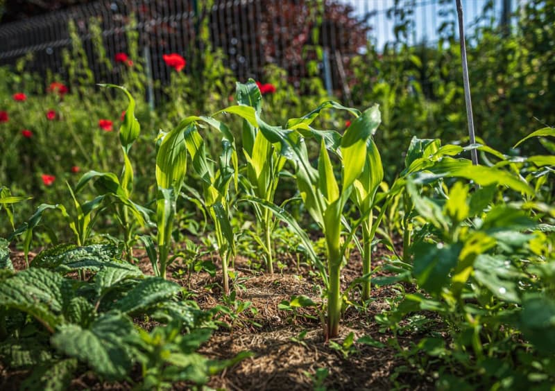 Illustration de l'événement : Événement Nature & Vous - Secrets et astuces d'un potager au naturel