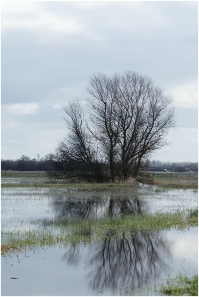 Illustration de l'événement : Réserve des marais de la Taute/50 : Stage de baguage