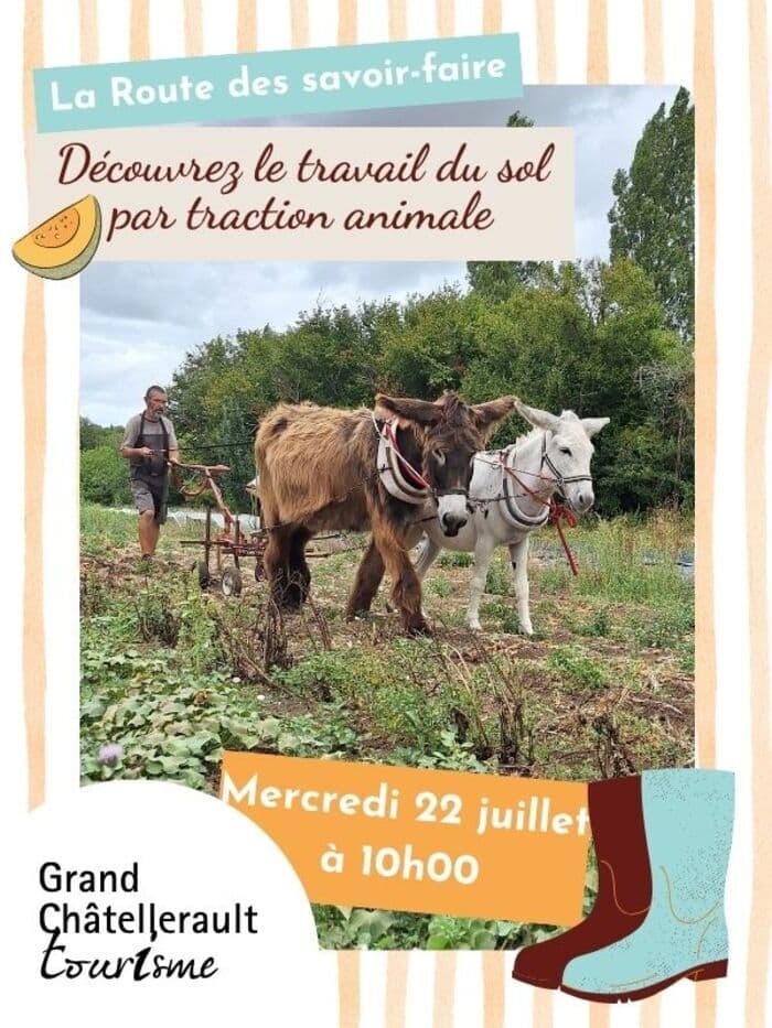 Illustration de l'événement : Découvrez le travail du sol par traction animale