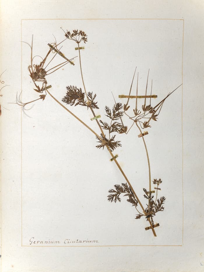 Illustration de l'événement : Unlike Flowers