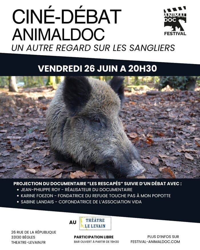Illustration de l'événement : CINÉ-DÉBAT — Un autre regard sur les sangliers