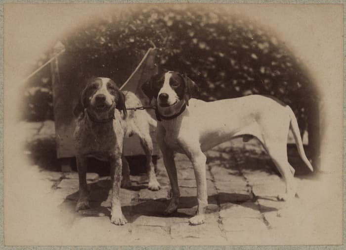 Illustration de l'événement : Adoptez une photo de compagnie !