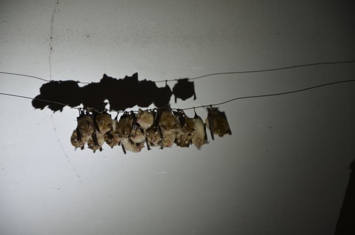Illustration de l'événement : Nuit de la chauve-souris à Limanton