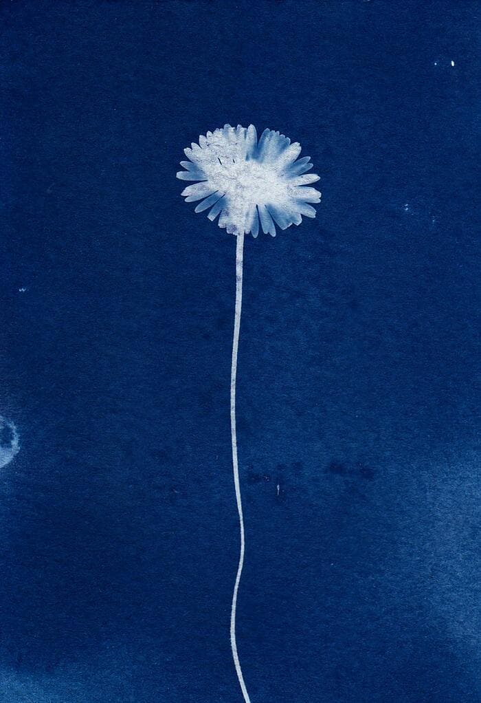 Illustration de l'événement : Atelier cyanotypes et anthotypes pour la Fête de la Science 2026