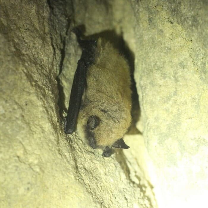 Illustration de l'événement : Nuit Internationale de la chauve-souris