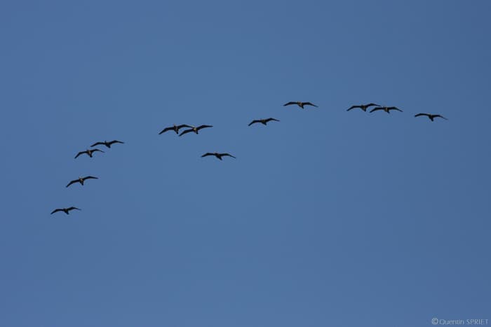 Illustration de l'événement : Balade naturaliste : ballet des oiseaux