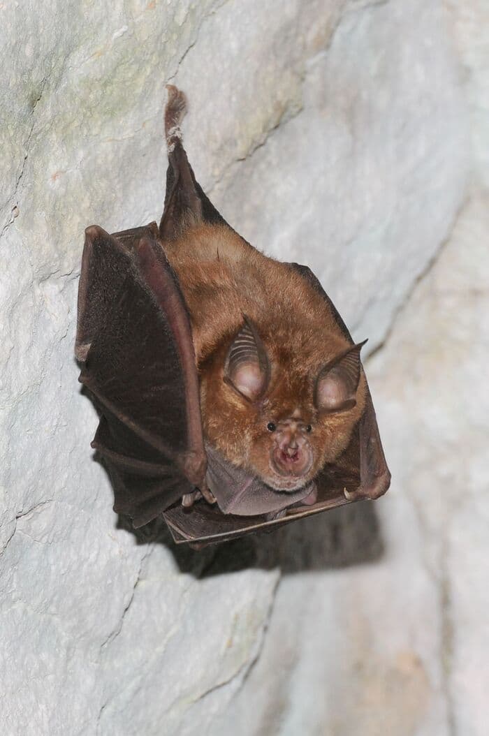 Illustration de l'événement : A la découverte des chauves-souris de St-léger-sur-Dheune