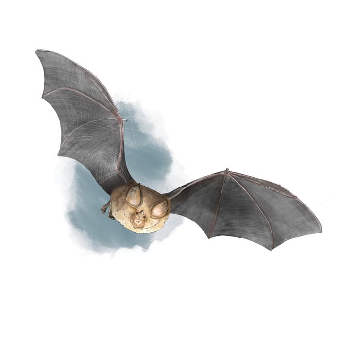 Illustration de l'événement : Nuit de la Chauve-Souris - A la découverte des petits mammifères volants ...