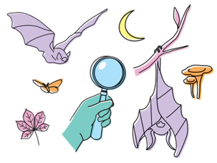 Illustration de l'événement : SEVRES : A la découverte des ombres volantes et autres animaux nocturnes !