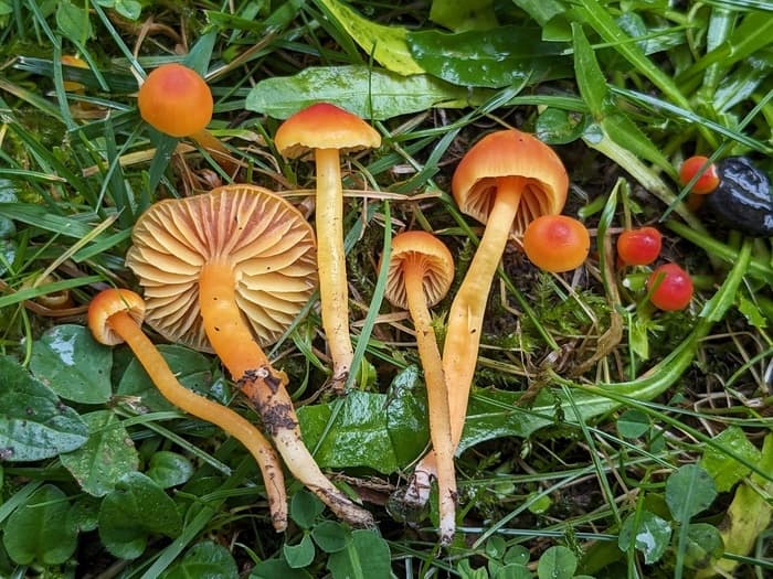 Illustration de l'événement : Les secrets du monde fongique : à la découverte des champignons du Jardin Botanique de Genève - En anglais