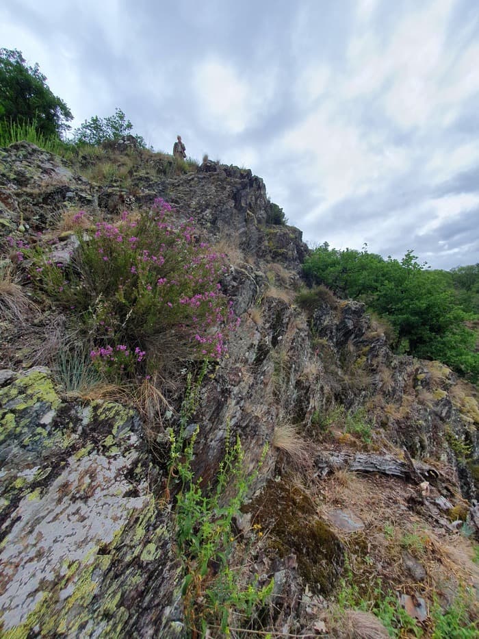 Illustration de l'événement : Découverte de la flore sauvage des gorges de l’Auvézère