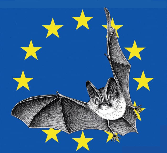 Illustration de l'événement : Nuit de la Chauve-Souris