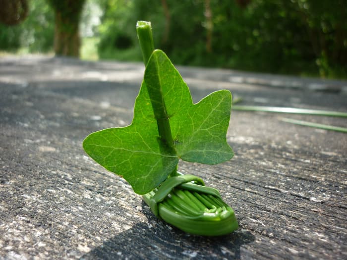 Illustration de l'événement : Des plantes et des jeux