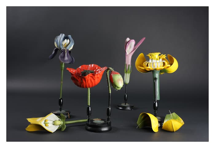 Illustration de l'événement : Découverte des modèles de fleurs de la maison Deyrolle
