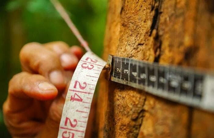 Illustration de l'événement : Petit scientifique de l'arbre