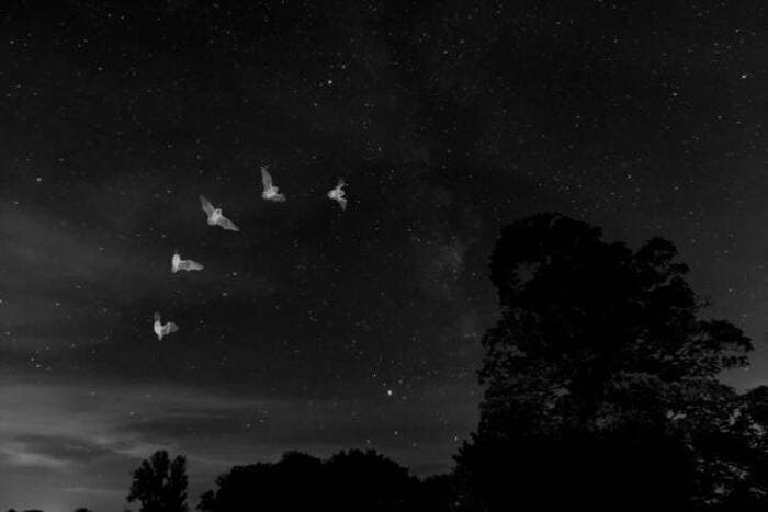 Illustration de l'événement : CHAVILLE - A la découverte des ombres volantes et autres animaux nocturnes !