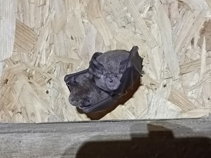 Illustration de l'événement : Sur les traces des chauves-souris