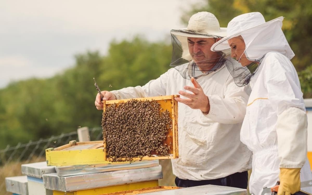 Illustration de l'événement : Découverte de l'apiculture et des abeilles sur le Mont-Valérien