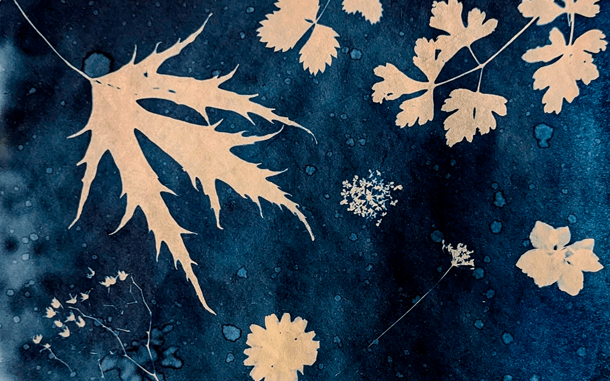 Illustration de l'événement : Atelier de cyanotype