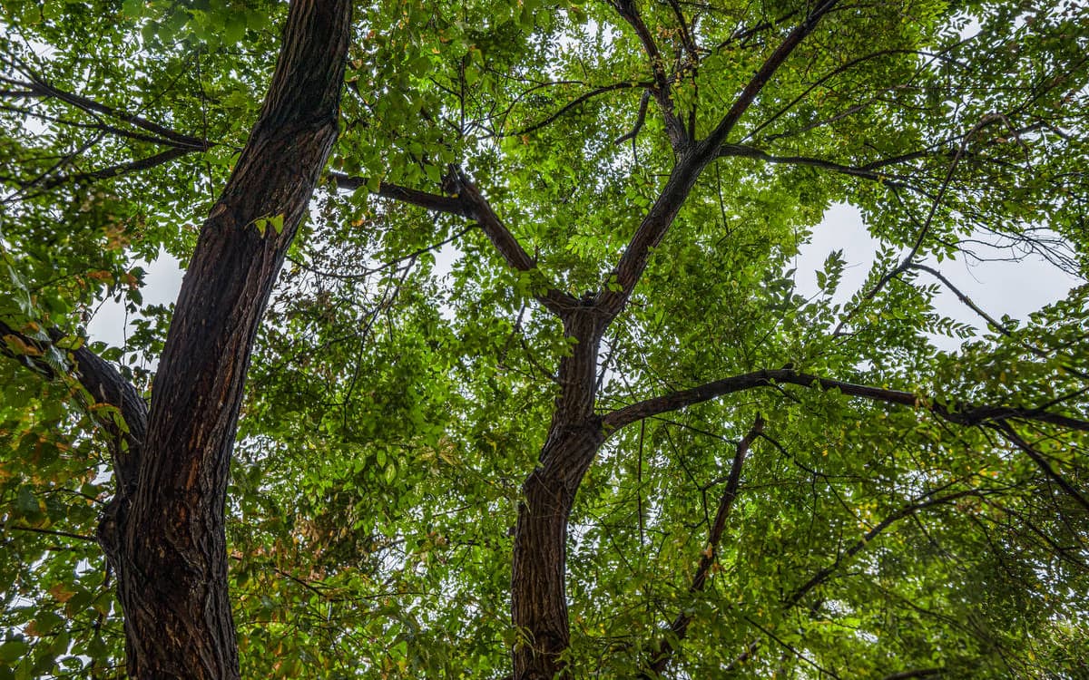 Illustration de l'événement : Lecture Nature : le Monde de l'Arbre