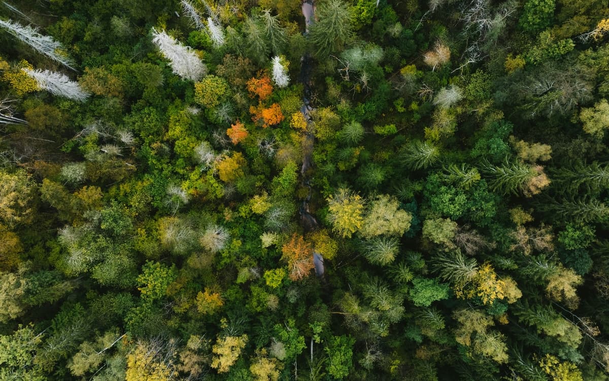 Illustration de l'événement : L'Automne de la science dans les bibliothèques - La nature source d'inspiration