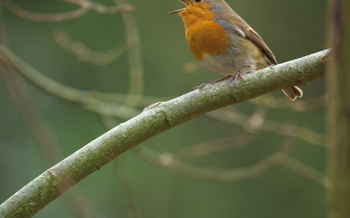 Illustration de l'événement : Initiation à la reconnaissance des chants d’oiseaux - NIVEAU 1