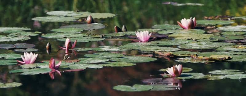 Illustration de l'événement : Diffusion du documentaire Monet et les Nymphéas, l'éternité retrouvée