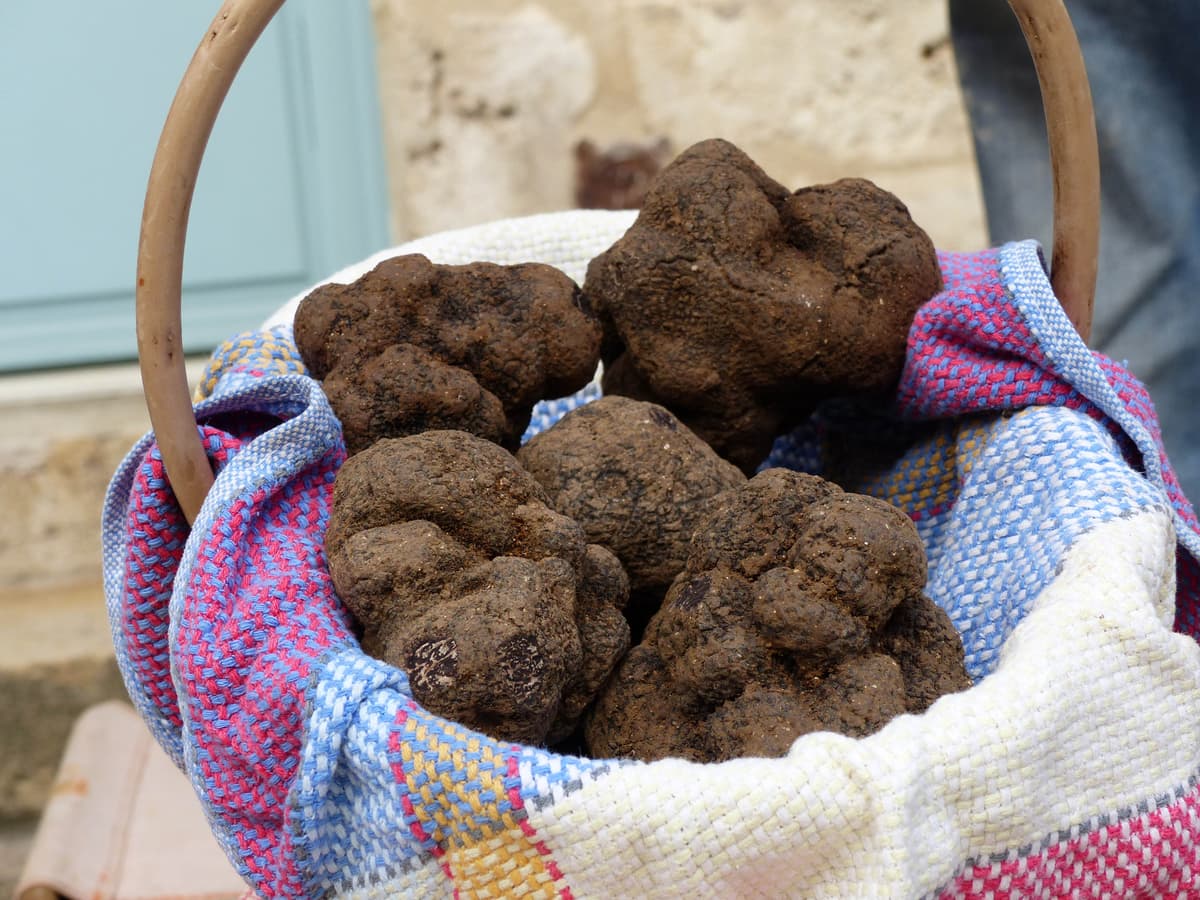 Illustration de l'événement : Omelette Géante aux Truffes à Lalbenque