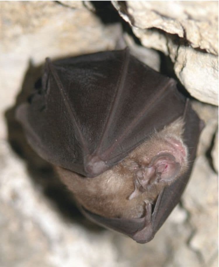 Illustration de l'événement : La nuit de la chauve-souris au Château d’Assier
