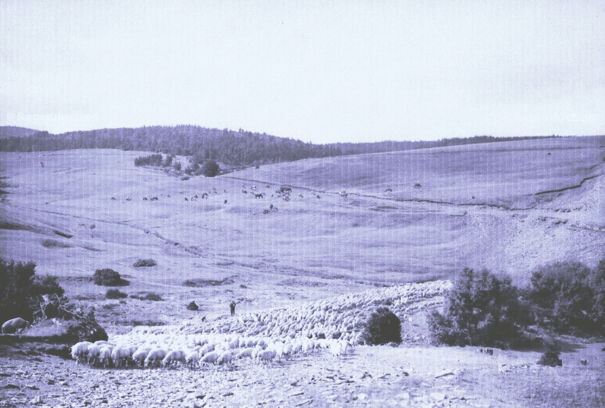 Illustration de l'événement : BALADE ANIMÉE - MERCOIRE D'AUTREFOIS, PAYS DE TRANSHUMANCE