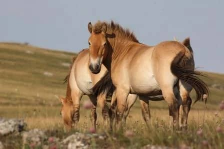Illustration de l'événement : FÊTE DE LA SCIENCE : DU CHEVAL AUX ÉCOSYSTÈMES
