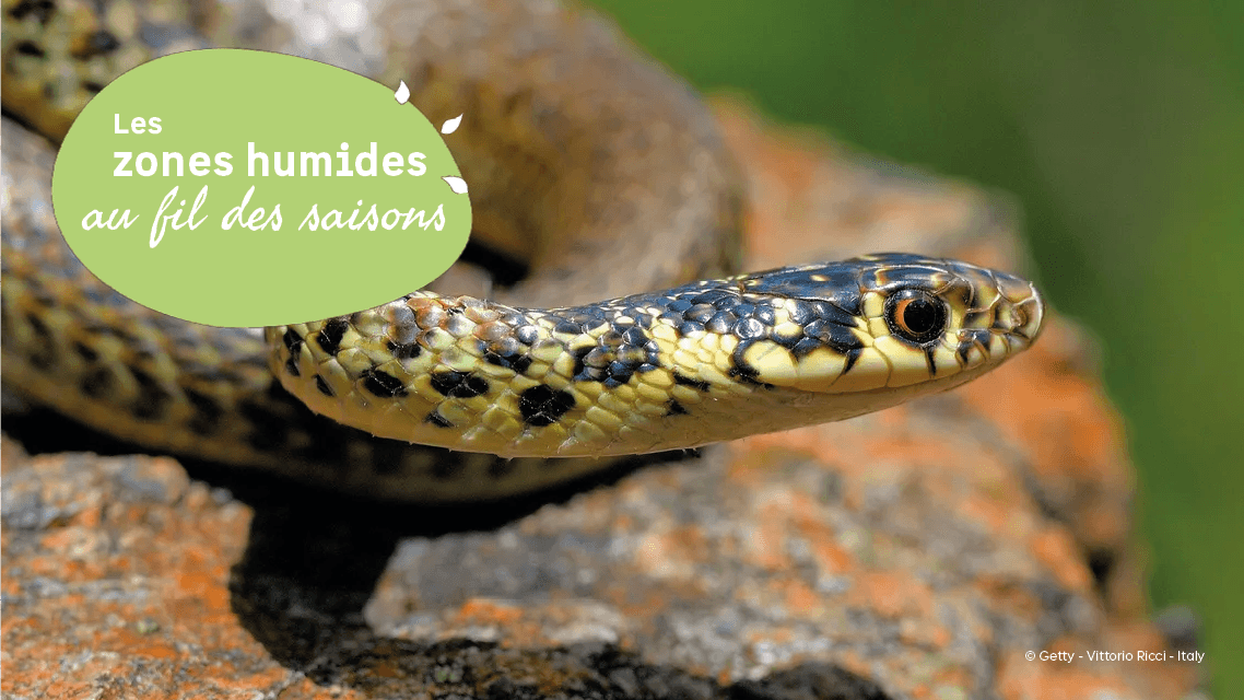 Illustration de l'événement : Les zones humides au fil des saisons : A la découverte du Liron